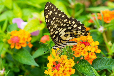 灰蝶科灰蝴蝶马来亚人动物多样性斑点生活恶魔花蜜翅膀蝴蝶昆虫马来人背景