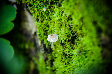 幻想绿色森林蘑菇 苔苗和潜望镜宏观背景地面间谍叶子团体季节菌类木头魔法森林荒野背景