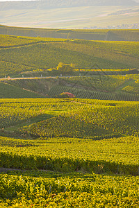 法国马恩省香槟葡萄园法国叶子收成场景自然风景葡萄园鞭子教会玻璃运动背景图片