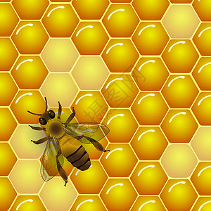 黄色蜜蜂标签矢量蜜蜂和蜂窝纹理背景背景