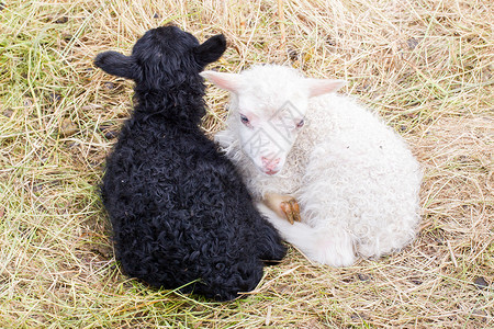 病人躺在病床死亡小新生羊羔在草地上休息 黑白羊肉动物白色婴儿绿色黑色背景