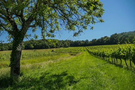 考斯酒庄波尔多地区葡萄园的日出爬坡酒厂农场院子天空植物旅行藤蔓场地土地背景