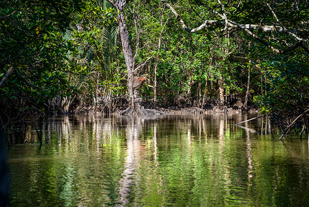红树林沼泽旅游保护高清图片