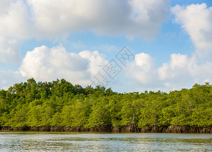 沼泽海岸线环境植被高清图片