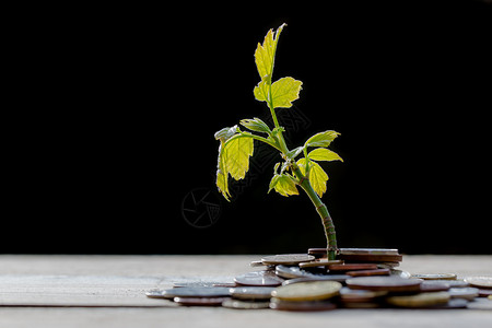 即刻涨价利用金钱种植植物木材世界关键词商业谈判硬币金条木头水壶生长背景