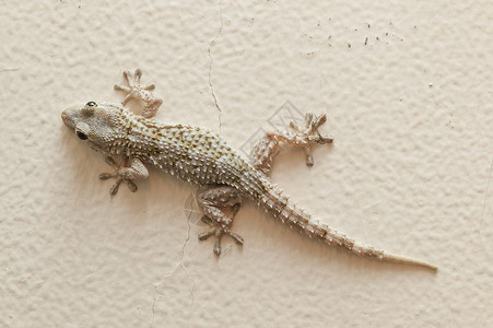Gecko 灰色房屋蜥蜴房子棕色宏观壁虎爬虫眼睛高清图片