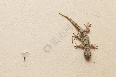 Gecko 灰色房屋眼睛爬虫房子壁虎棕色宏观蜥蜴背景图片