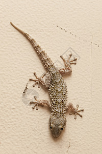 Gecko 灰色房屋眼睛蜥蜴宏观房子棕色爬虫壁虎背景图片