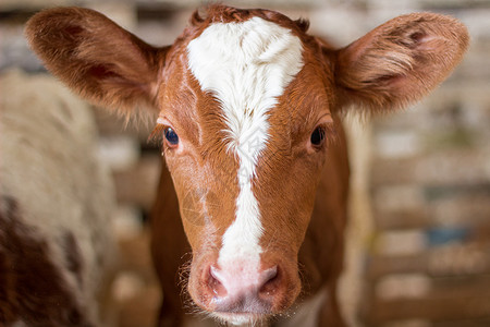 特立独行红牛奶牛头在农场背景