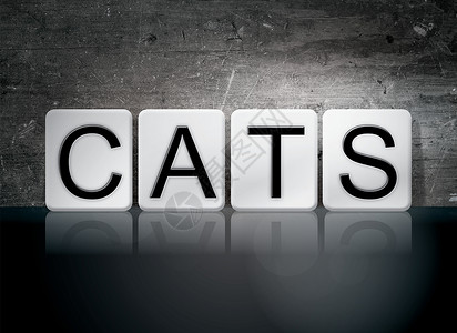 Cats 平铺字母概念和主题背景图片
