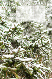 绿色的圆木 满是积雪和碑文庆典针叶分支机构树枝衬套松树问候语传统针叶树云杉背景图片