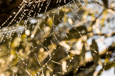 阳光中露露的蜘蛛网高清图片