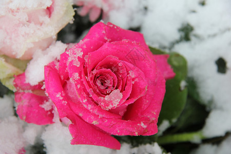 粉红玫瑰 被雪花覆盖冰镇花瓣水晶树叶玫瑰薄片花店植物群新娘婚礼背景图片