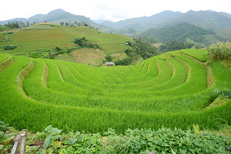 亩vietnam水稻梯田曲线食物种植园环境地球绿色土壤植物旅行土地背景