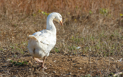 鸭群在有机繁殖的一片鲜绿绿草地上自由游荡家畜羽毛自由地产品小鸭子农业动物美食配种土地背景