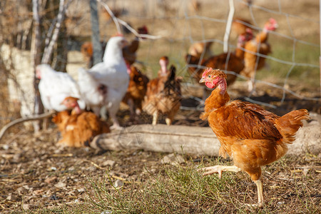 鸡群在有机繁殖的一片鲜绿绿草地上自由游荡农村房子农家院自由地家畜土地公鸡家禽动物环境背景图片