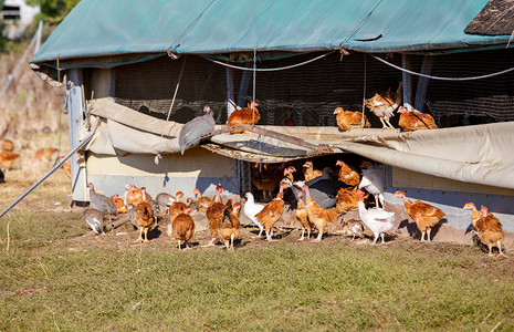 鸡群在有机繁殖的一片鲜绿绿草地上自由游荡配种农业环境农家院粮食畜牧业自由地农场公鸡家禽背景图片