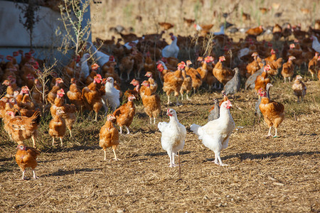 鸡群在有机繁殖的一片鲜绿绿草地上自由游荡粮食母鸡农家院场地农场农业土地家畜房子畜牧业背景图片