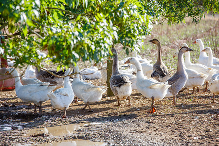 法语密钥鸭群在有机繁殖的一片鲜绿绿草地上自由游荡鹅肝公鸡环境羽毛土地农场国家农村动物农家院背景