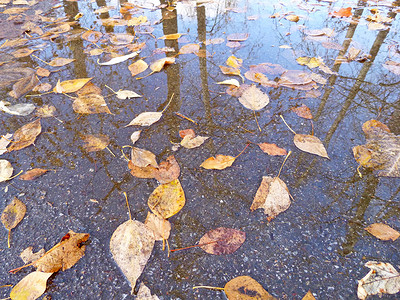 水坑里的秋叶秋叶在水坑里 黄色和棕色背景