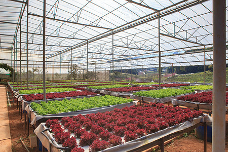 有机水栽培植物种植的绿屋植树f建筑农业绿色水电蔬菜农场工业红色房子农舍背景图片