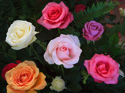 盛开的玫瑰花朵花棚 紧紧地装饰着美丽多彩的花朵颜色背景