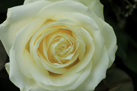 白玫瑰紧贴花瓣花束团体玫瑰婚姻婚礼花朵宏观绿色鲜花背景图片