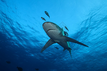 危险的大型大鲨鱼 水下猎物Egypr红海生活野生动物动作冒险荒野热带深海旅游场景潜水背景图片