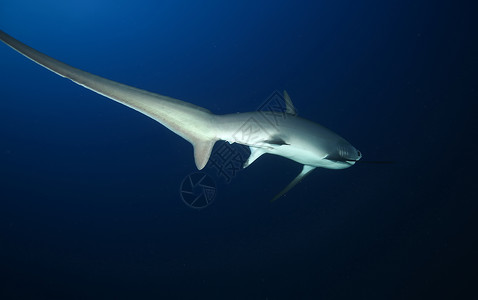 危险的大型大鲨鱼 水下猎物Egypr红海荒野游泳气候蓝色环境视频海底脊椎动物场景野生动物背景图片