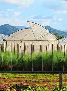 清洁农用植物种植的绿花绿屋d/背景图片