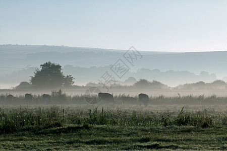 雾和牛东萨塞克斯高清图片