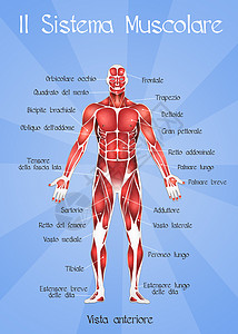 肌肉系统男性男人解剖学力量人体组织图表科学身体运动背景图片
