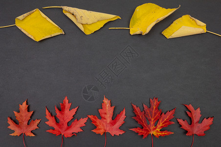 在深灰色背景的横排中秋叶落下背景图片