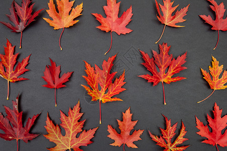 深灰色背景的秋天多彩落下的山坡叶边界框架树叶红色橙子收成纹理感恩空白季节背景图片