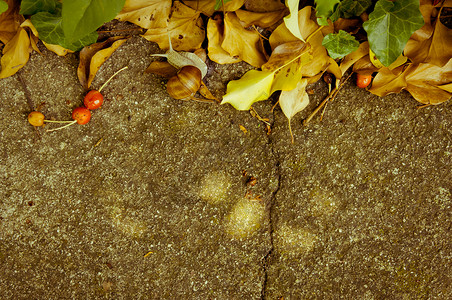 混凝土背景 有新鲜干叶和干叶樱桃纹理蜗牛灰色裂缝树叶风化背景图片