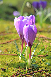 纯紫紫色草地场地黄色灯泡生长季节蓝色花朵背景图片