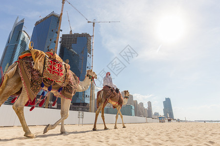 两个驼峰骆驼在阿拉伯联合酋长国迪拜Jumeirah海滩提供骆驼骑行的男子背景