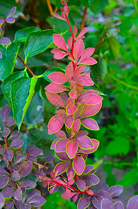 小檗科的秋天巴莓 树枝有红叶和浆果灌木宏观枝条荒野植物公园家庭香料刷子衬套背景
