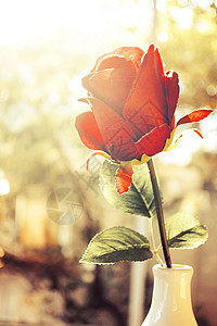 红玫瑰花在玻璃花瓶中花瓣红色生活玫瑰白色卡片绿色叶子花束庆典背景图片