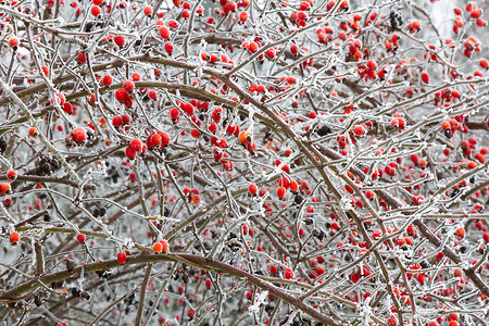 红色灌木玫瑰果冰冷的高清图片