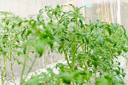 有机有机蔬菜灌溉环境花园苗圃农业农场土壤植物生长温室背景图片