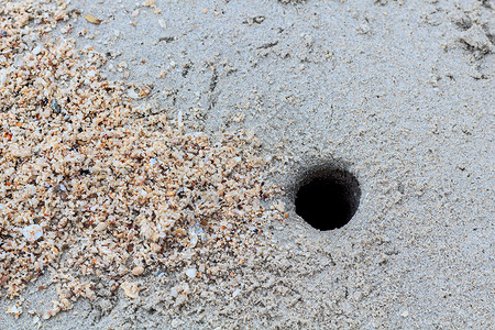 无蟹不欢热带海滩上的蟹洞背景