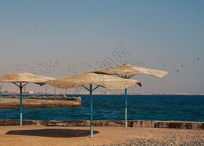 发伞鸟山羊海鸥在沙滩上飞来飞去 带着的雨伞海景蓝色游客闲暇天空阳伞海岸波浪地平线太阳背景