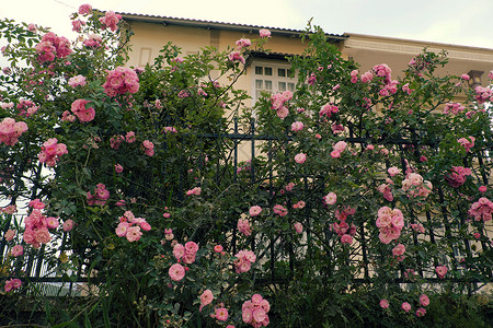 越南玫瑰攀爬玫瑰花棚 漂亮的栅栏前门旅行格子花园园艺植物植物群旅游花朵花架房子背景