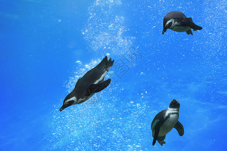 南跳岩企鹅三个企鹅在水下游泳背景