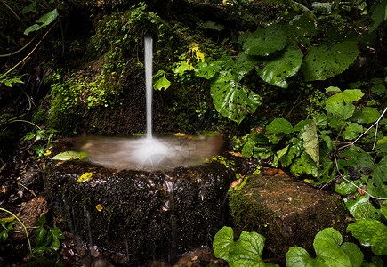 水泉沟小水泉溪流树叶盆地活力绿色喷泉植物叶子森林植被背景