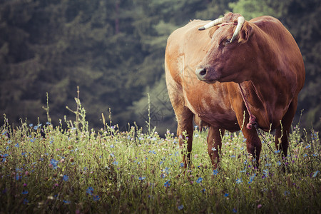 三牛内容宣传挂画波兰苏沃什茨奇兹纳 草地上的牛群和小牛牛肉农场牛扒国家优美奶制品乳房牛奶动物食物背景
