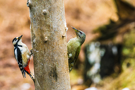 大斑点啄木鸟春天森林中的大斑点和灰白头的木鸟树冠水平木头男性啄木鸟木工野生动物灰色饲养员锤击背景