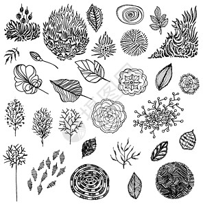 手画草图收藏植物群草本花瓣绘画植物草本植物叶子背景图片