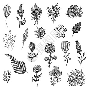 龙图腾纹身图案手画草图绘画草本植物叶子草本插图花瓣植物群背景